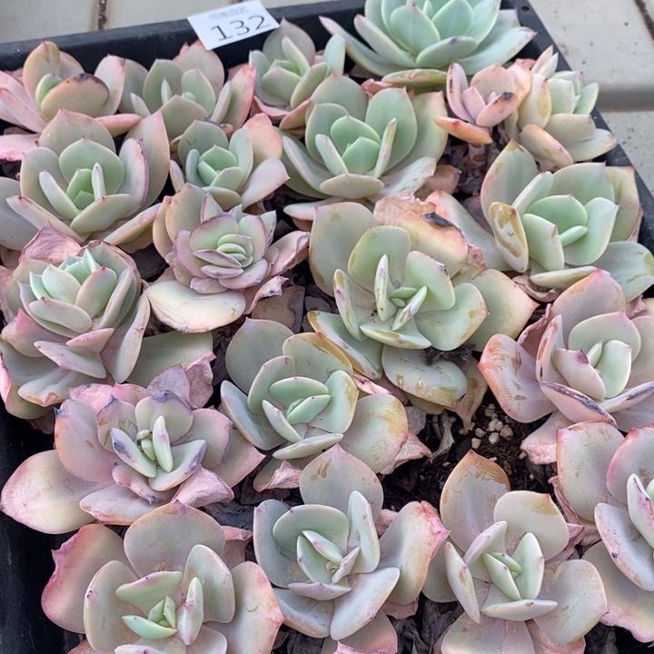 132 多肉植物盆栽花卉