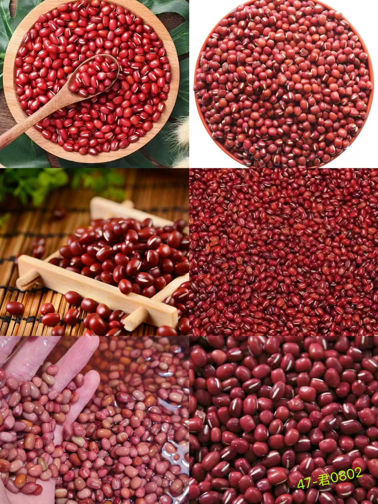 《47》龙腾专属土特产红豆0.8x108-君0802-40g