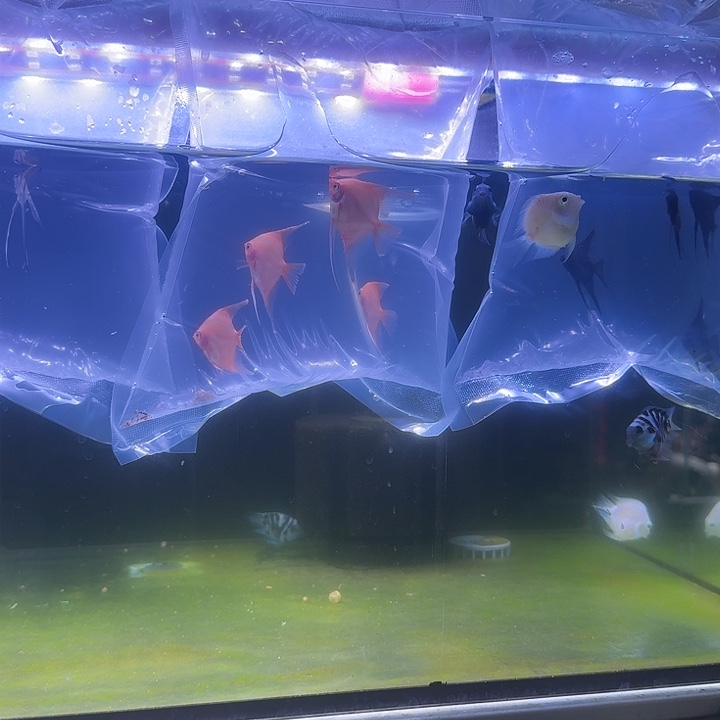 七彩神仙鱼丰年虾，2斤