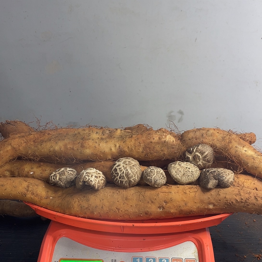 中国大陆伏牛山野生山药