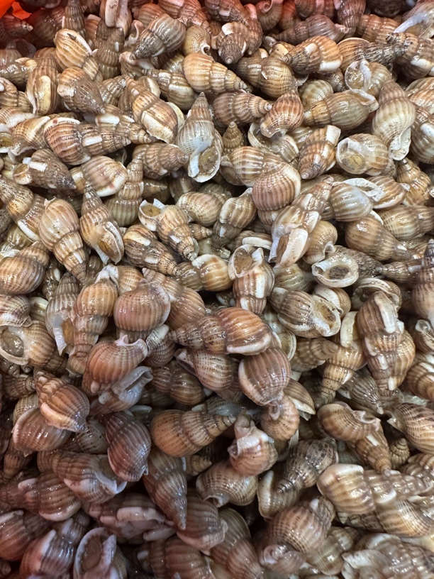 鲜活海锥点关注多发一斤到手三斤六十五