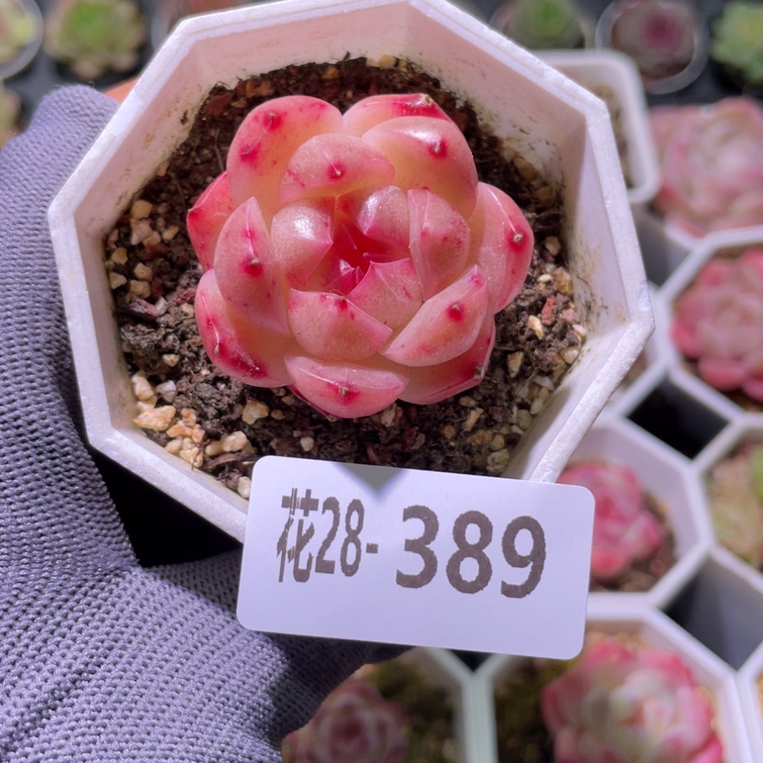 花利美28-389精选糖心