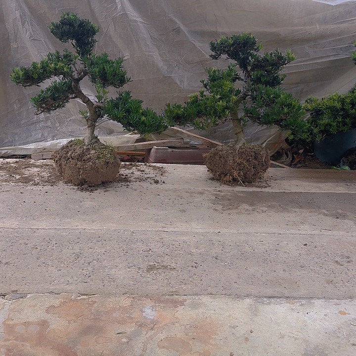 L***n无花朵6666666666