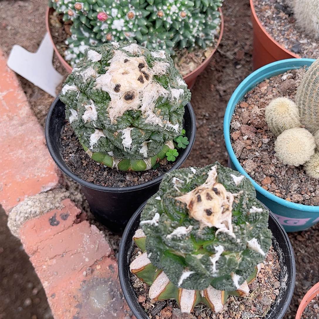 牡丹一一一一一一一一一一