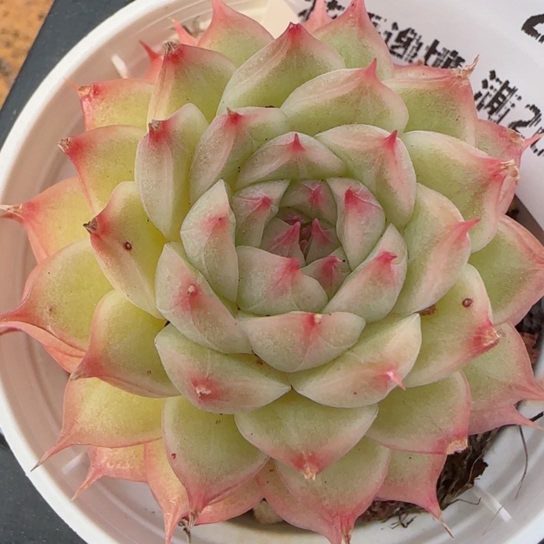 花语逸境0222-325