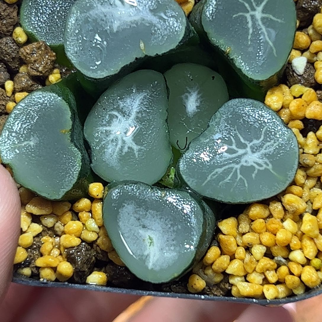 望乡万象十二卷多肉植物
