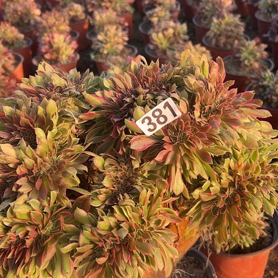 久***1多肉植物一个女神381