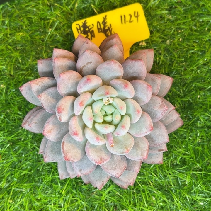 我***姨曦曦姐米雪单头一颗