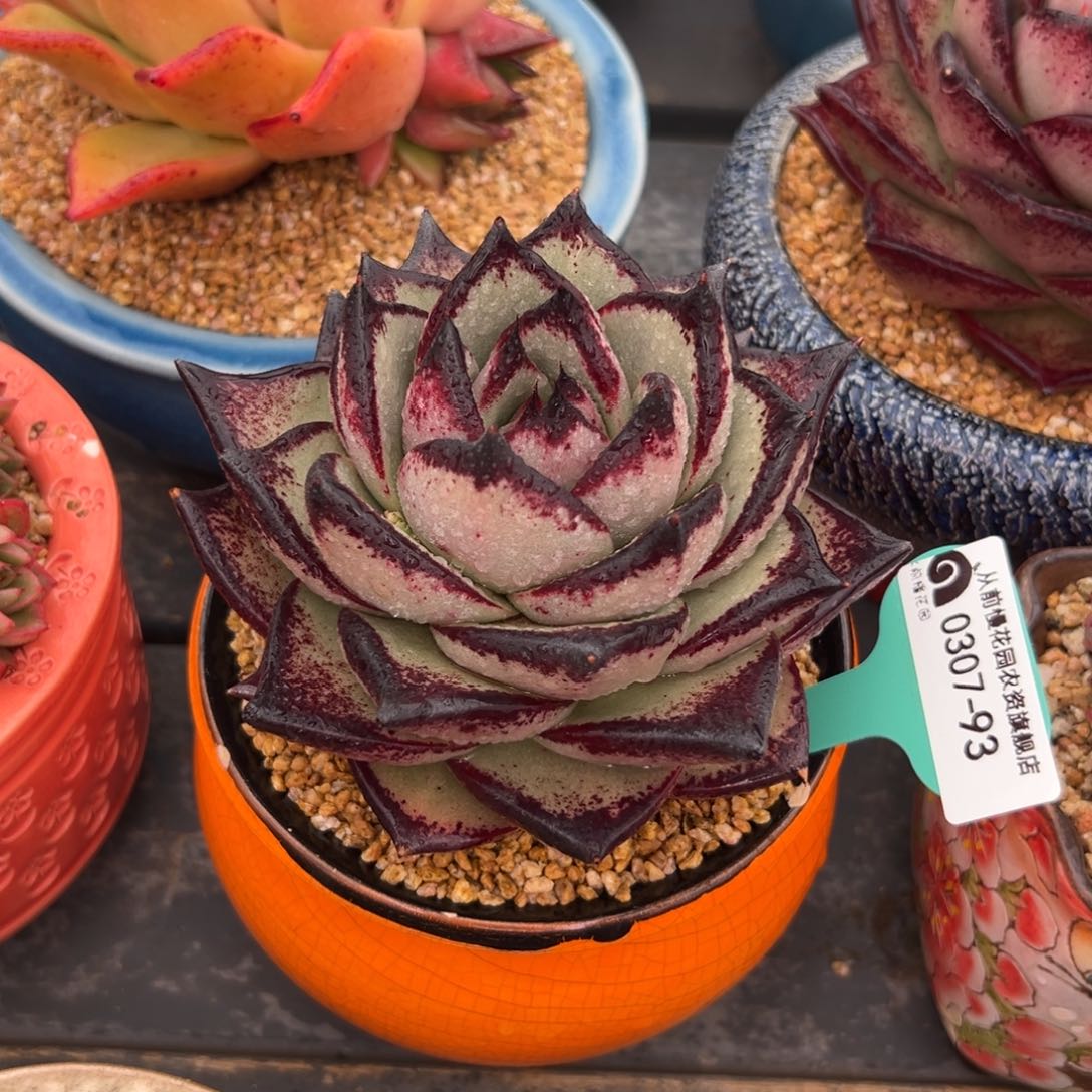 多肉一物一拍0307-93