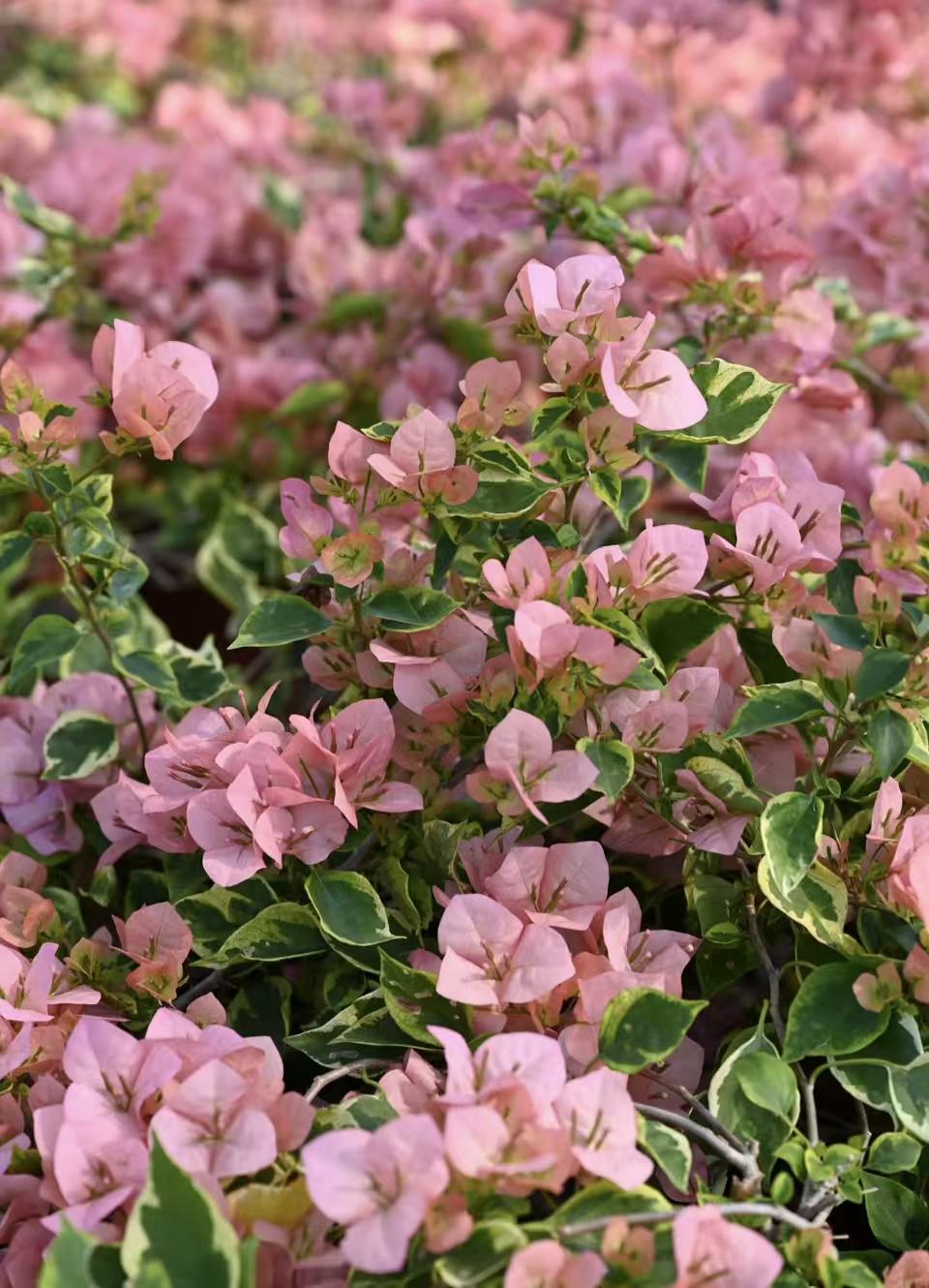 （金边台湾姑娘）三角梅四季勤花可爬藤链接