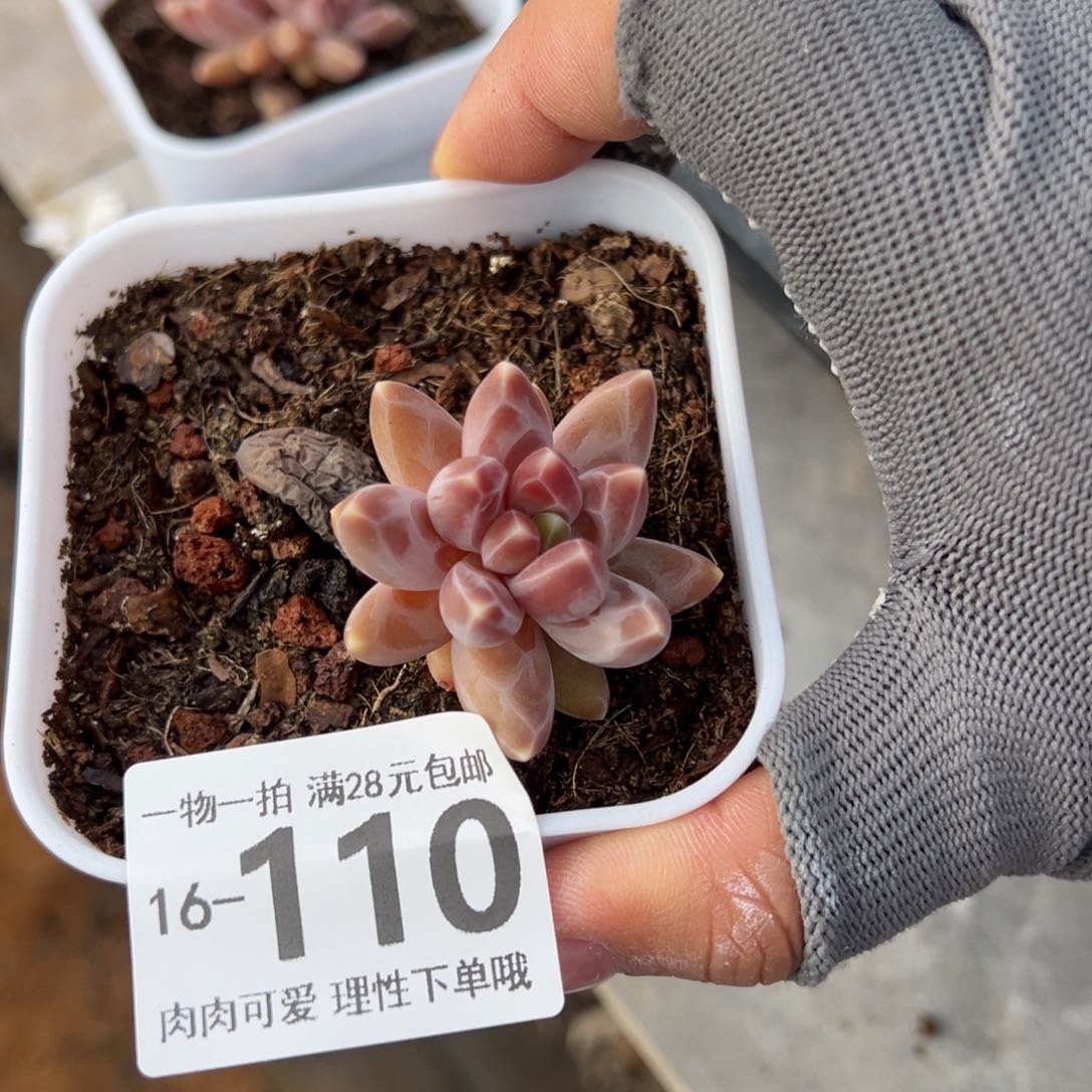 乌拉克拉多肉多肉多肉