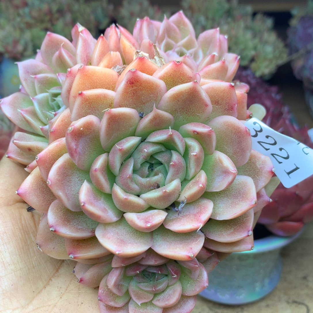 3221杂交精品基地12厘米