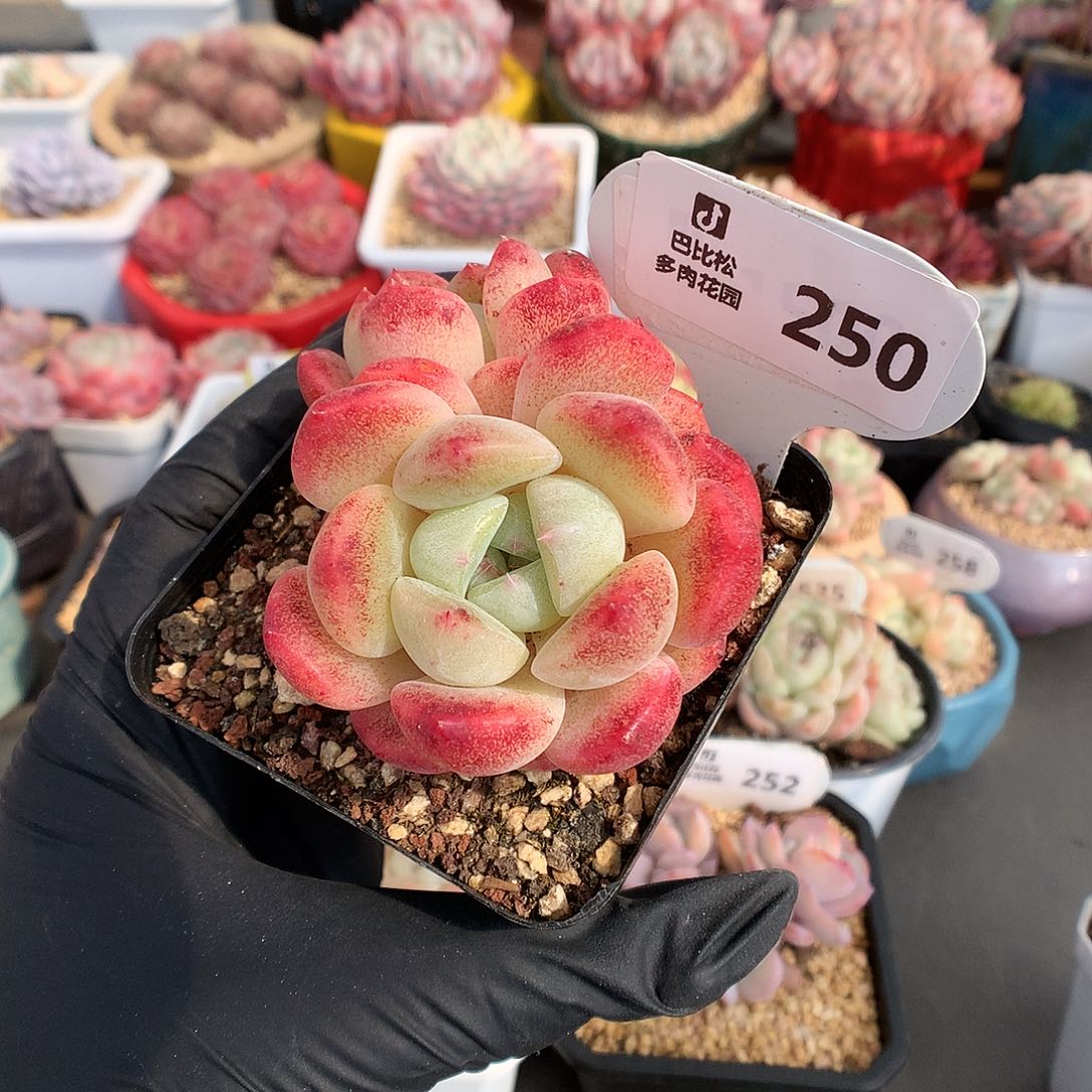 250 双头刚毅多肉