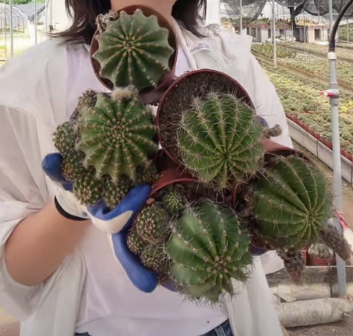 二妹园艺【 5颗 彩草  实生根 】【冠幅保6公分起】脱土随机发货