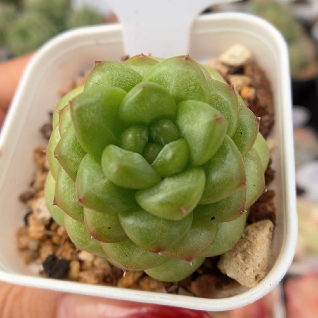 绿妖可拍943号。      