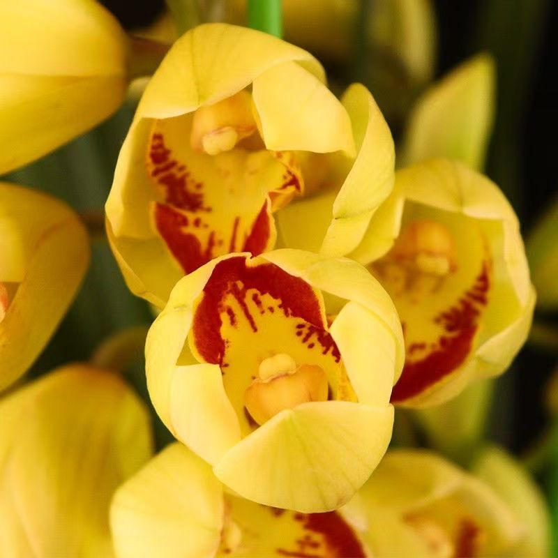 大花惠兰黄金万两6支及以上花剑发货