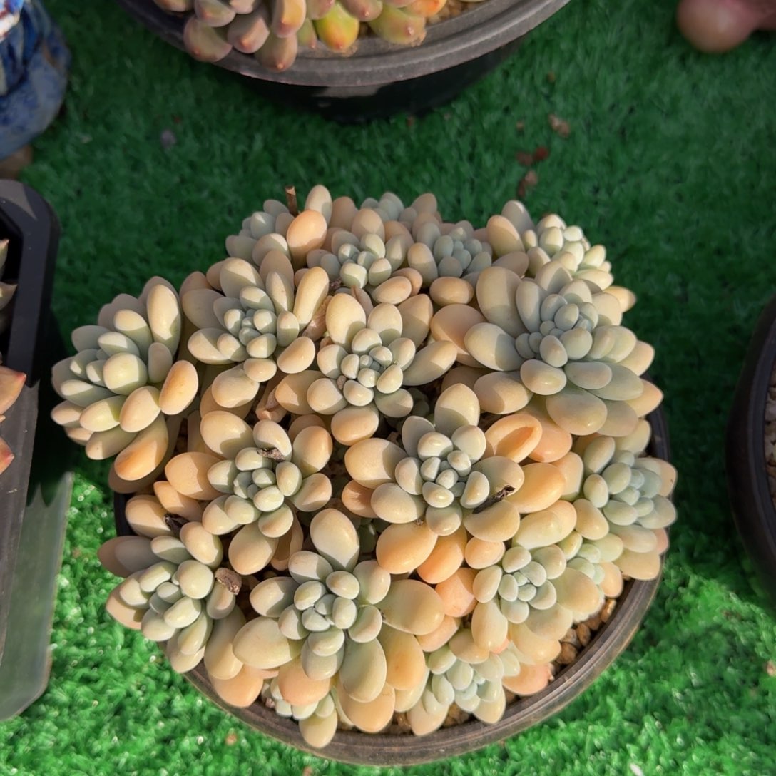 达芙妮老桩一物一拍