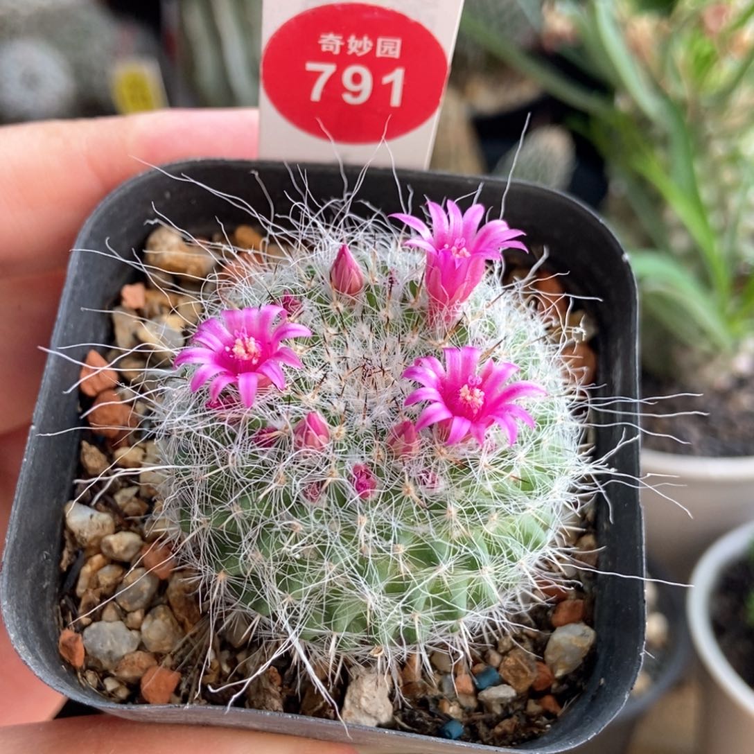 实生长毛球一颗仙人球