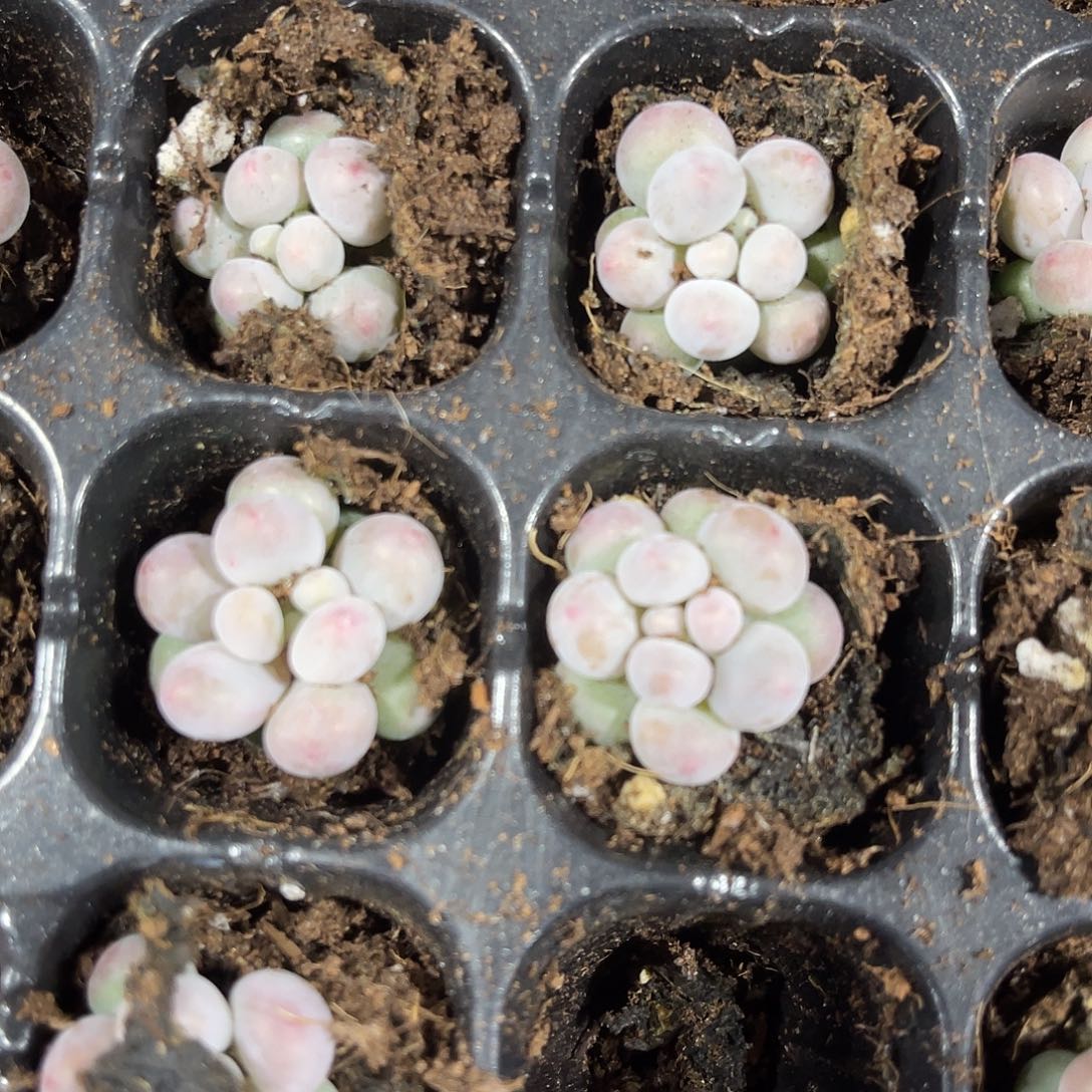 精品汤圆多肉植物