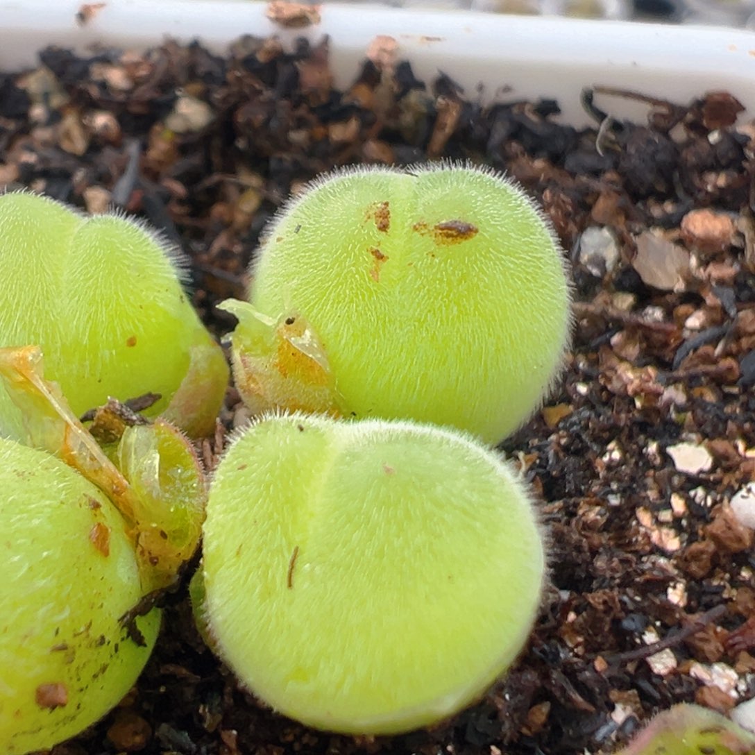 困***?52多肉植物百科知识