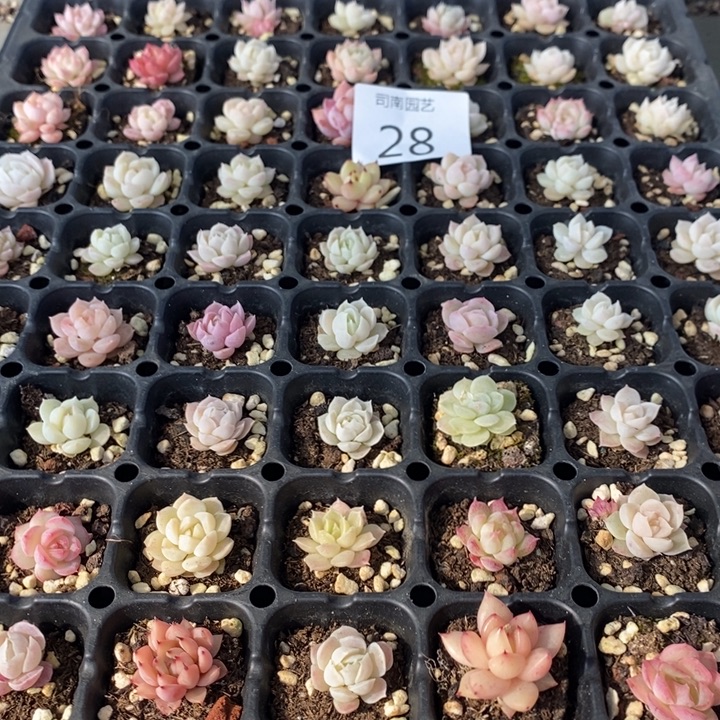 28 多肉植物盆栽花卉