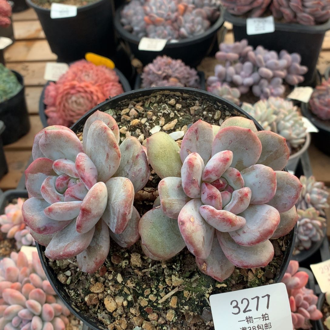 15厘米双头星影石化3277