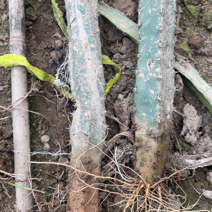 211砍头黑刺根脱土发货斑，20包邮