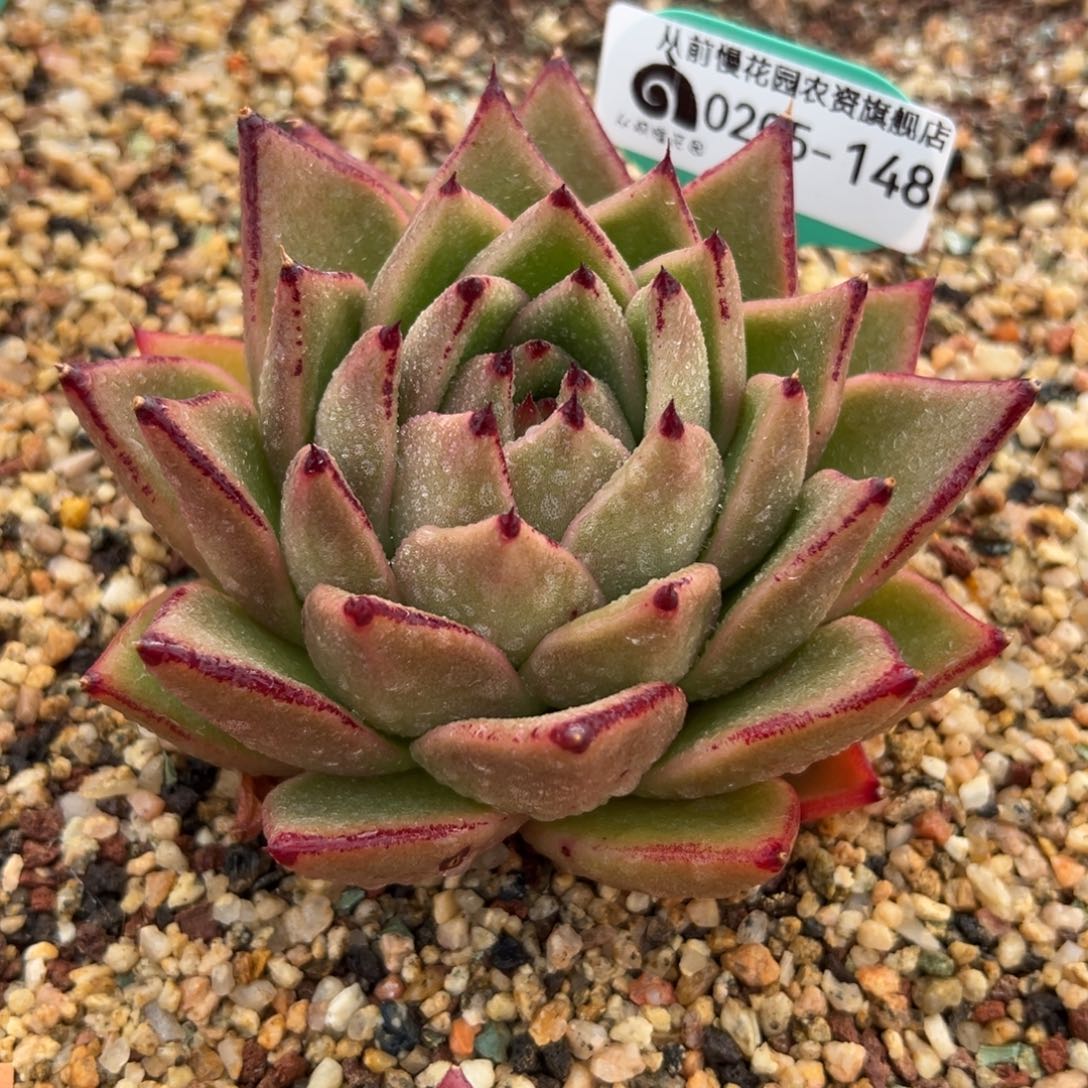 多肉一物一拍0205-148