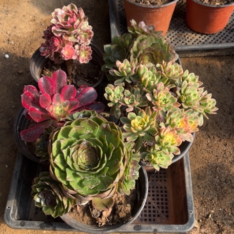 121多肉植物组合