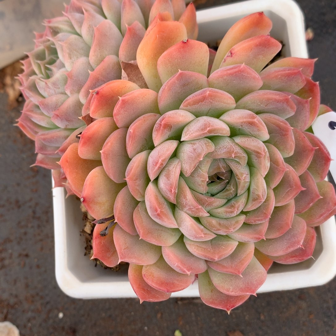 2013杂交多肉老桩