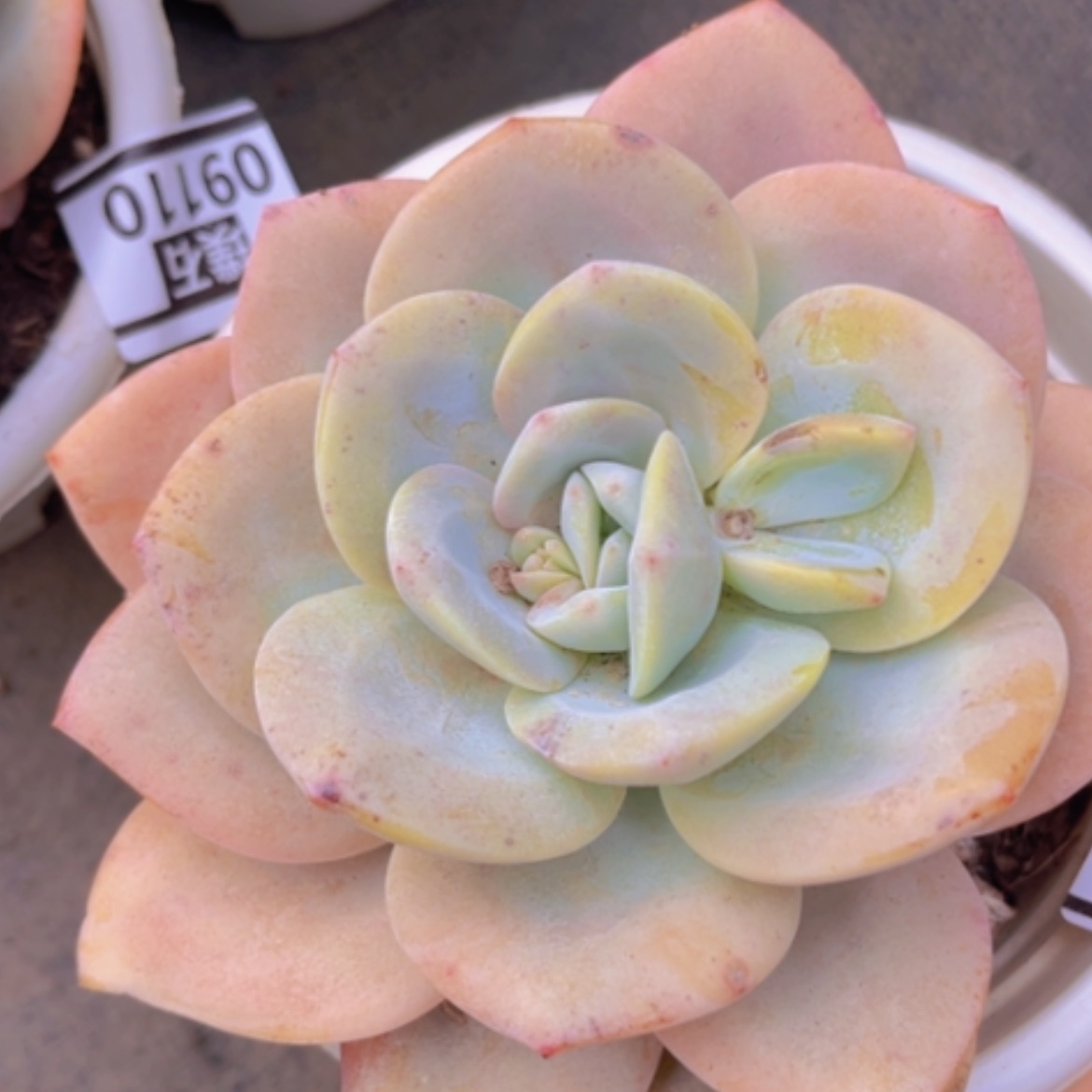 【闪购商品】奶茶09111