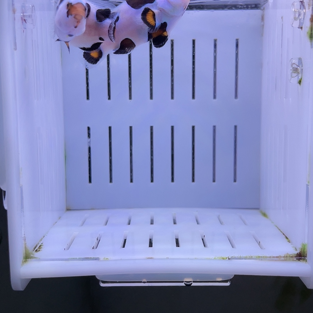 海水鱼毕卡猫一对