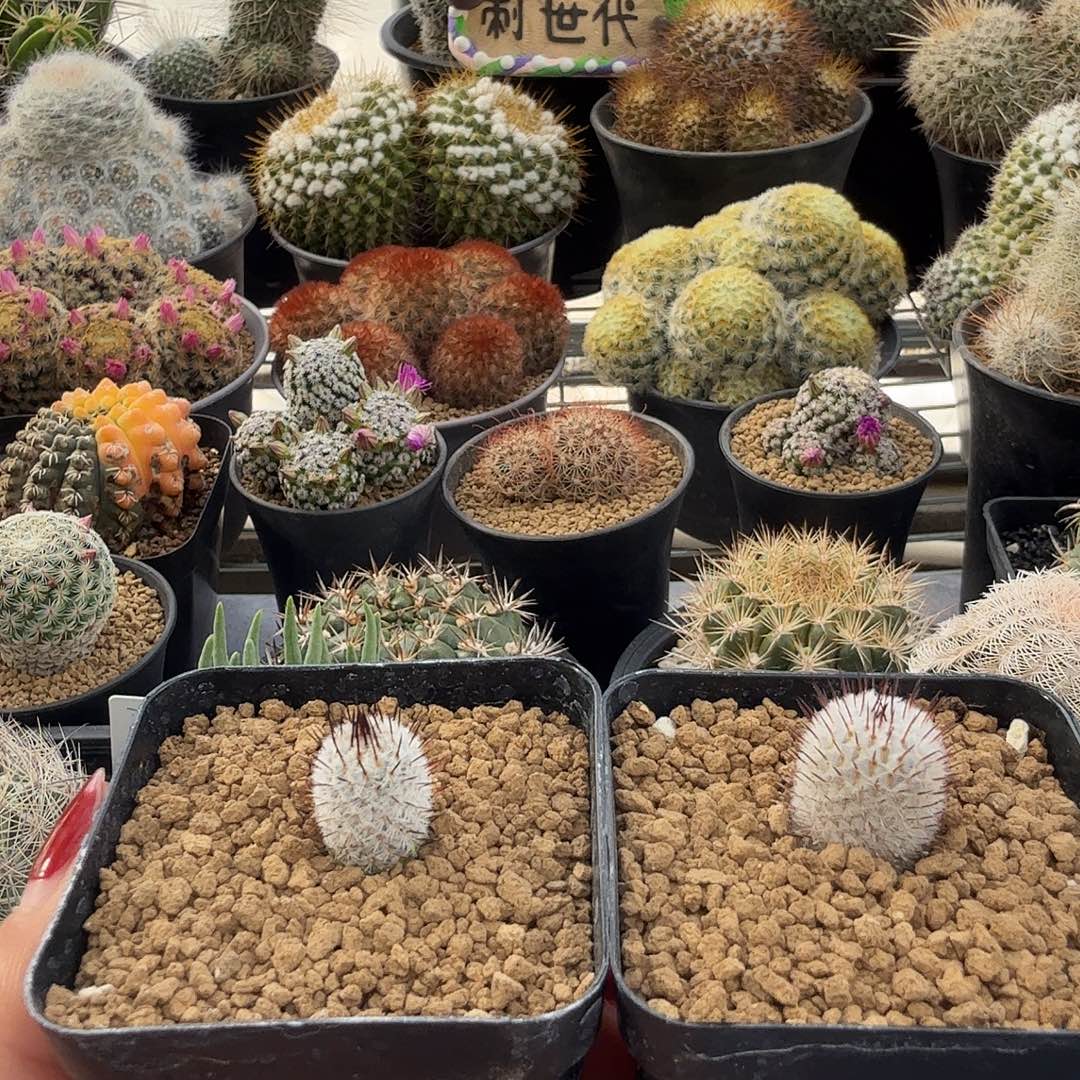 用***3实生直刺佩雷两颗带盆发货