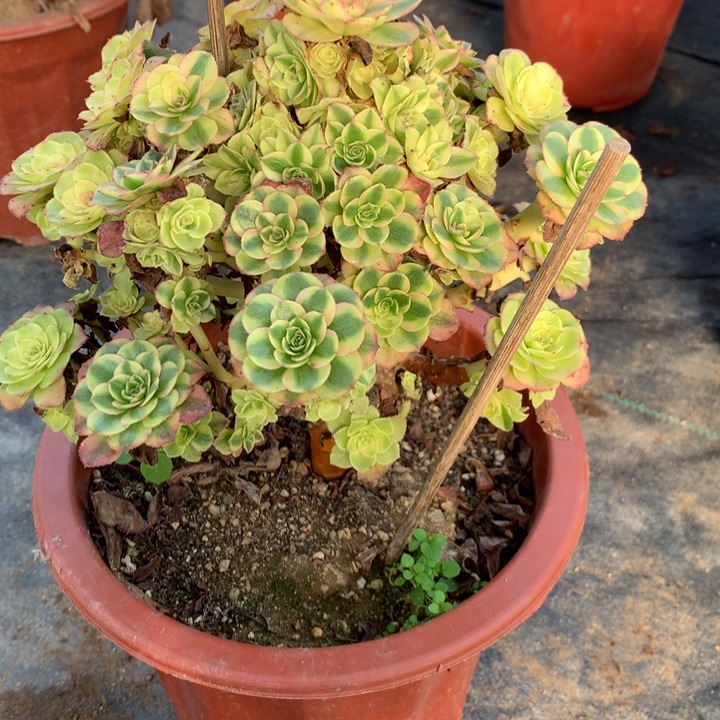 多***界1144雨荷多肉植物特价