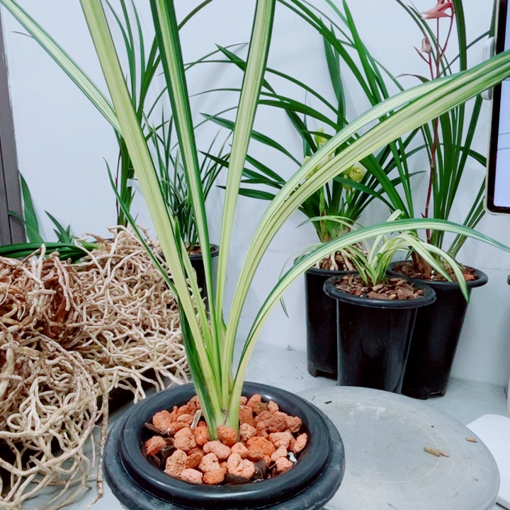 建兰中透原盆发不带花