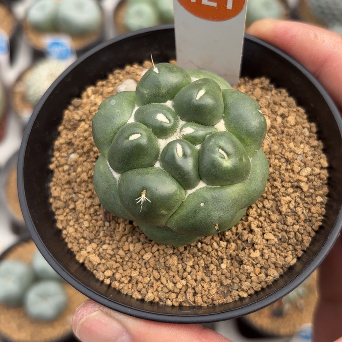 121萝卜根无刺象牙带盆