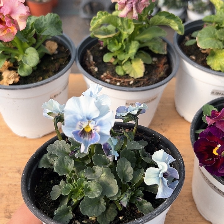 红陶抖音直播闪拍90