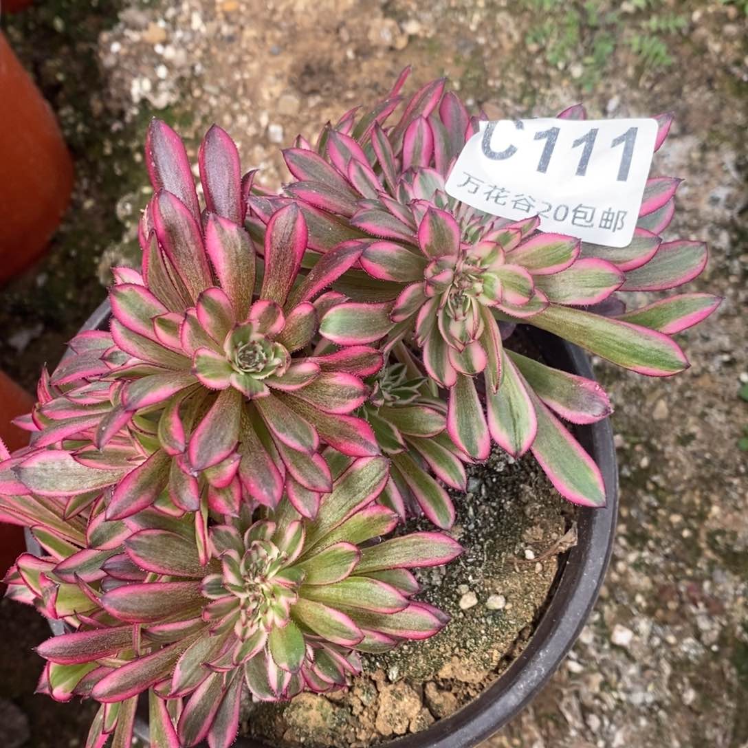 111黑铜白缀多肉植物