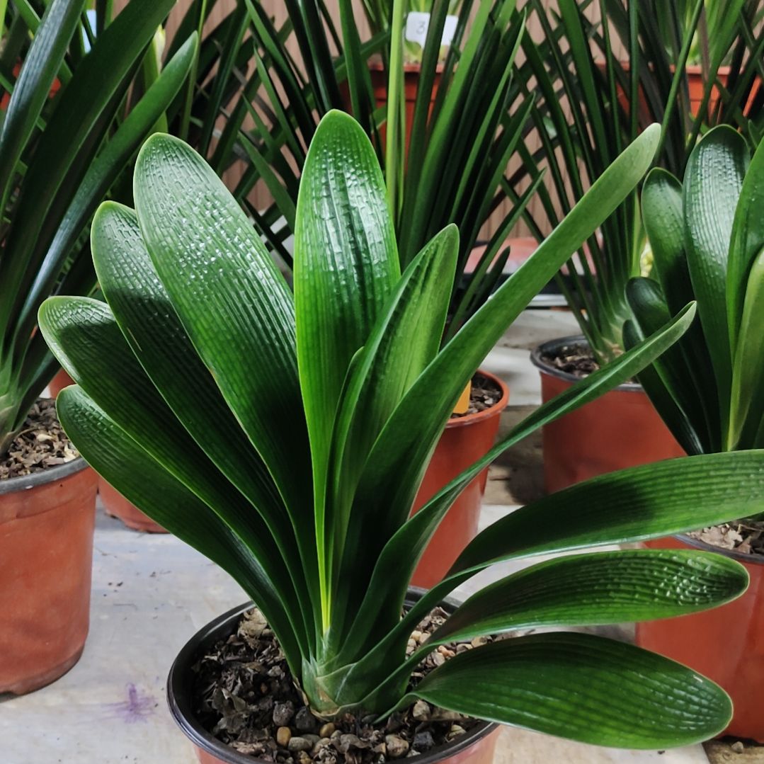 完全开放油麻短父本裸根发货