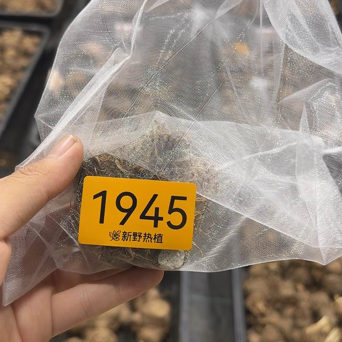 多***常完全开放1945芭蕾舞鞋裸球不售后