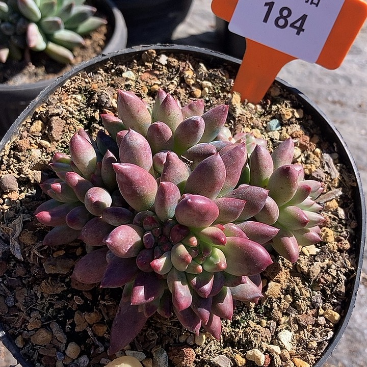 184 一物一拍不退不换