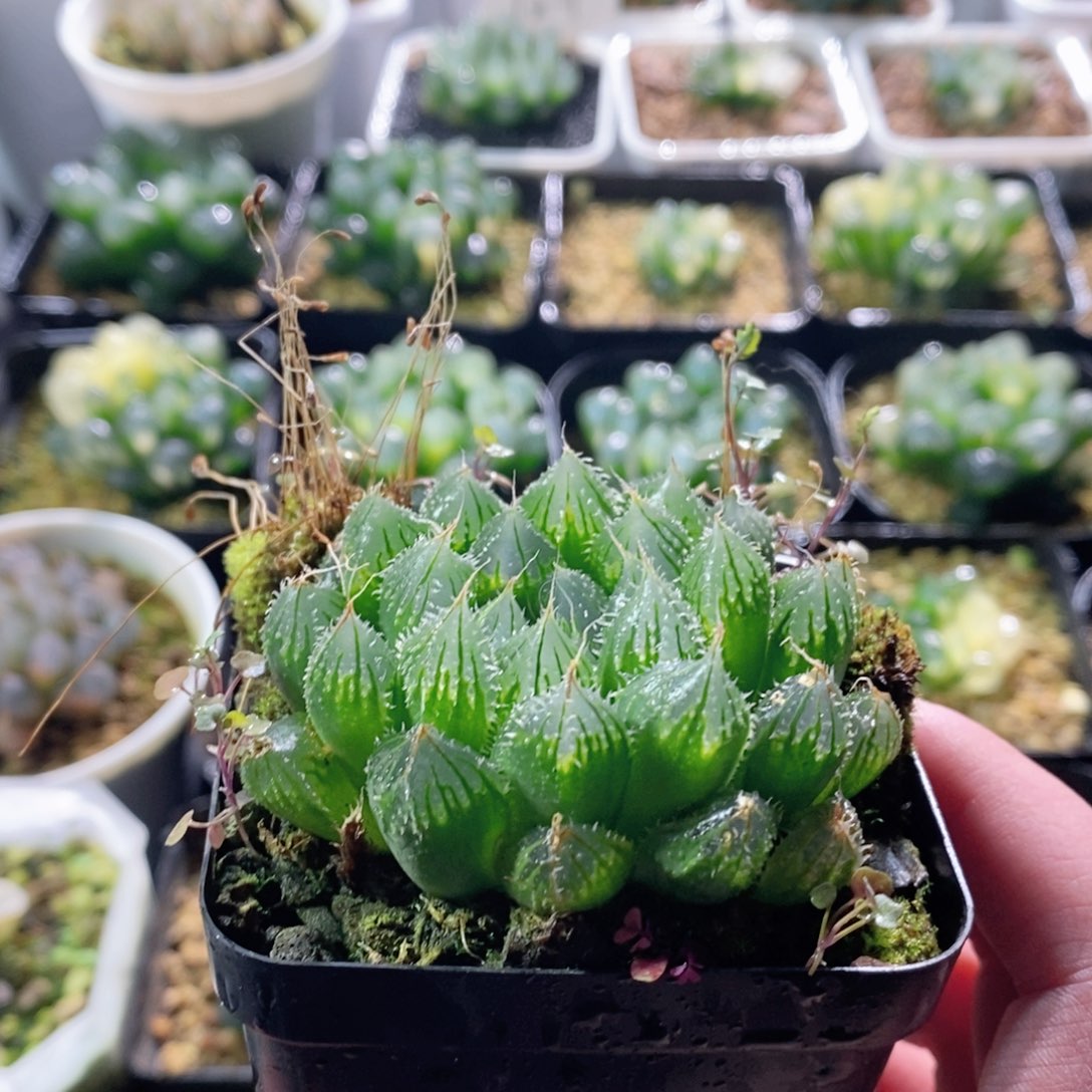 实生玉露寿玉露多肉