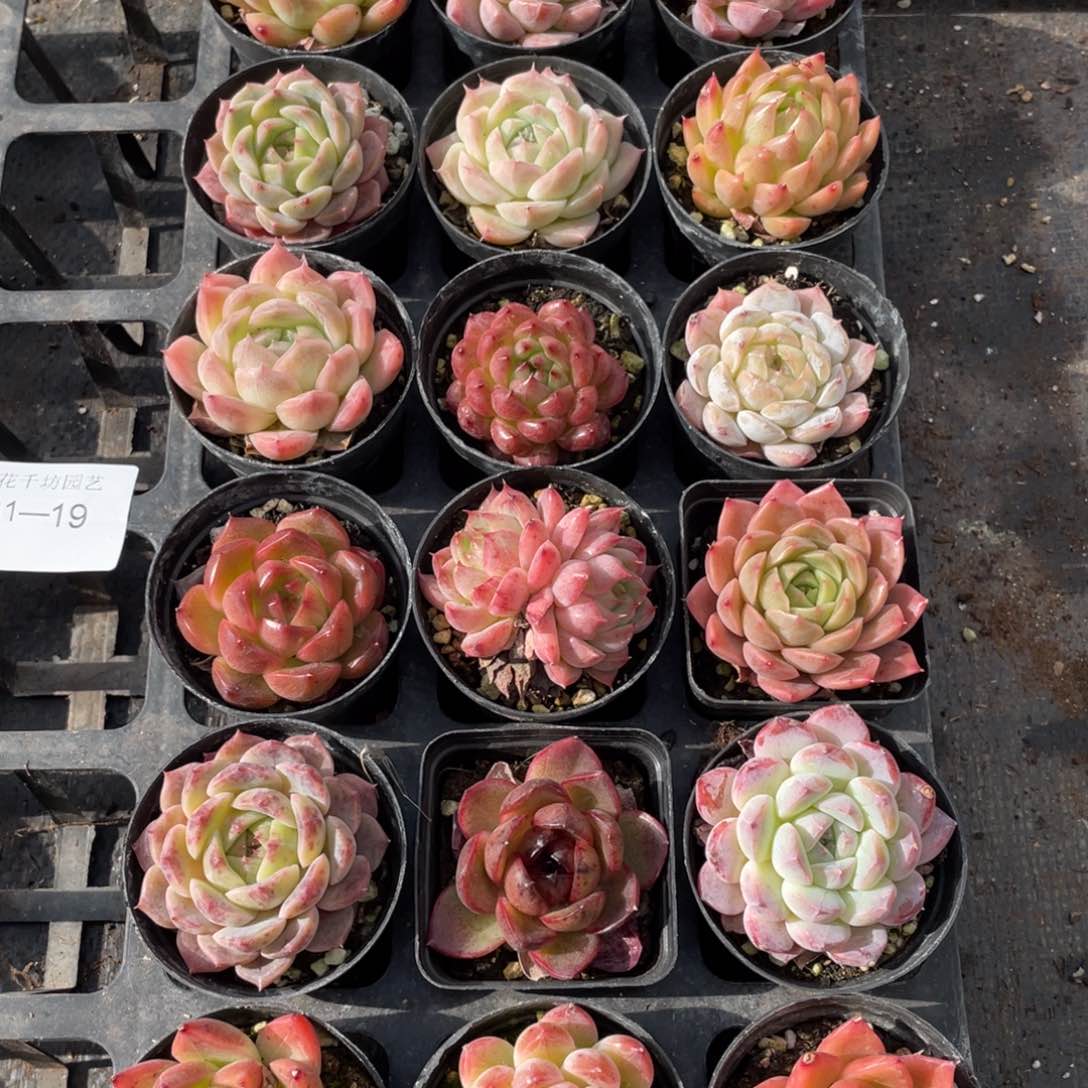 一物一拍18棵31-19