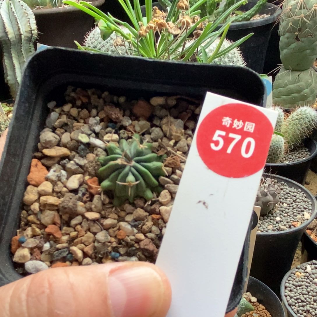 实生龙剑丸2.2cm