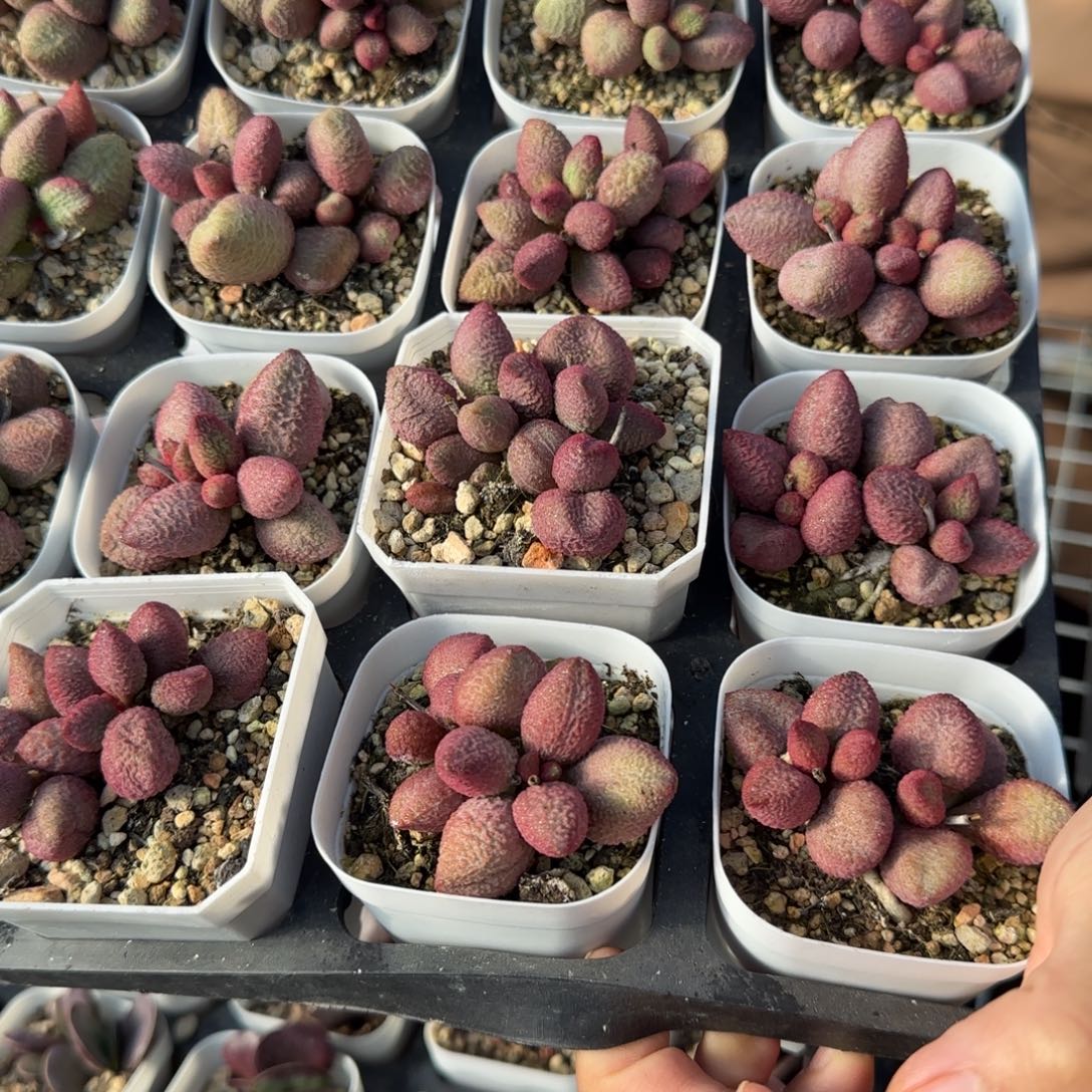 单颗糖果量拍链接