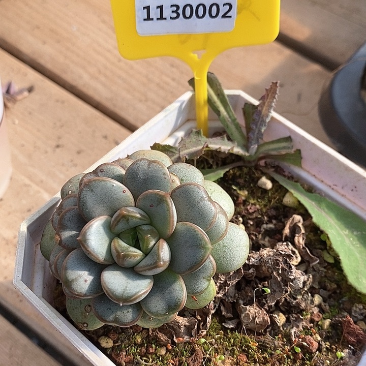 福利多多，1130002