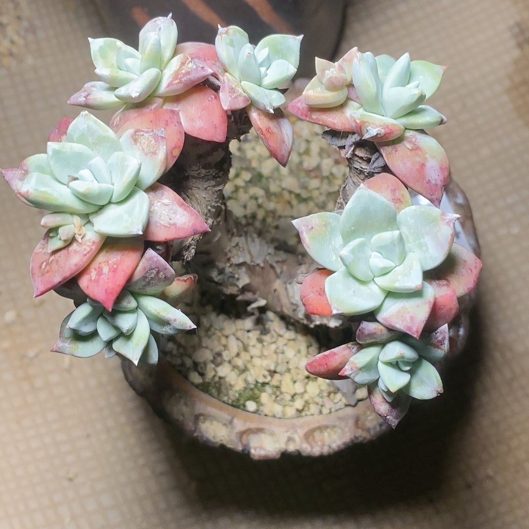 【闪购商品】哈哈哈法瑞诺沙苹果叶多肉