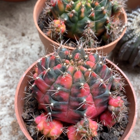 两盆光辉仙人球15米