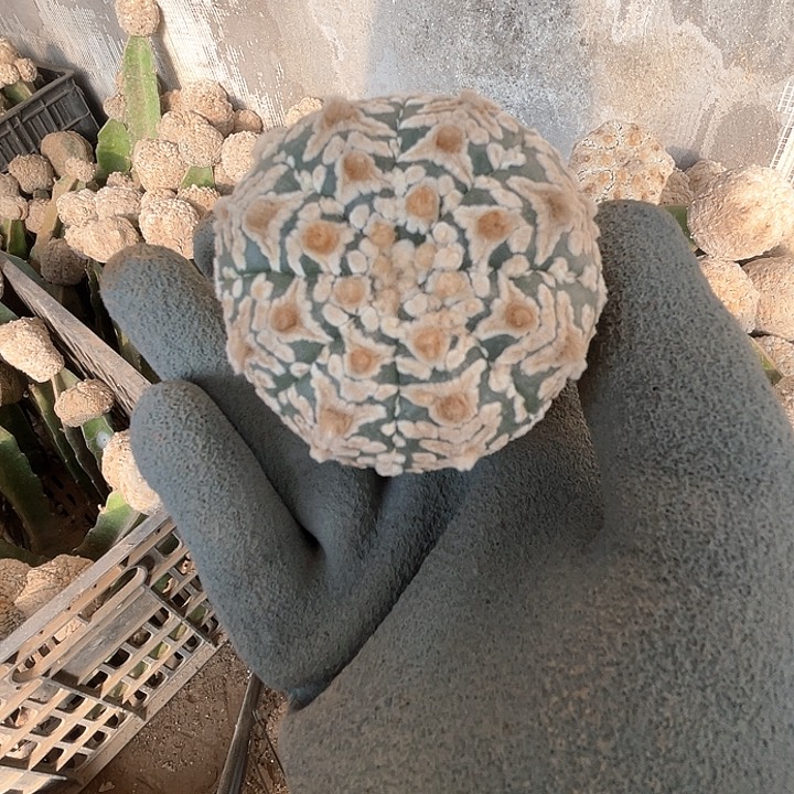 完全开放兜兜兜1