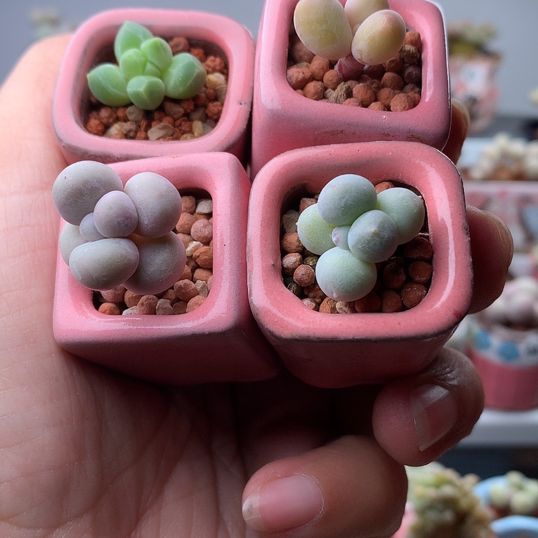 四盆奶酪带盆发货